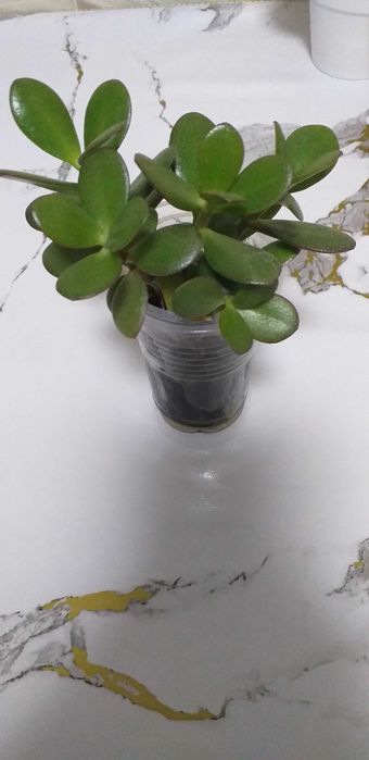 Продам  денежное дерево, толстянка,цена 600тенге