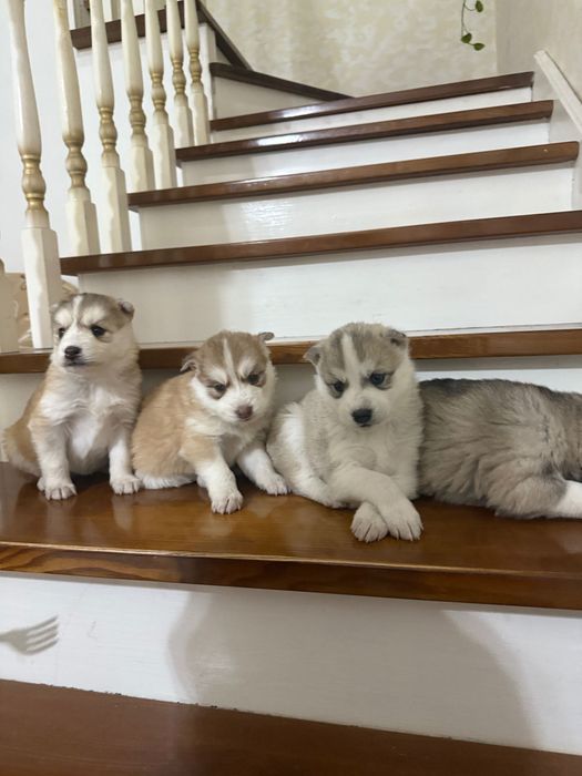 Щенки Хаски на бронь только девочки