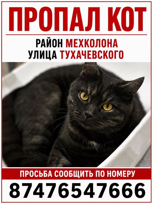 Пропал кот!Вознаграждение!