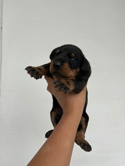 Доберман щенок мальчик