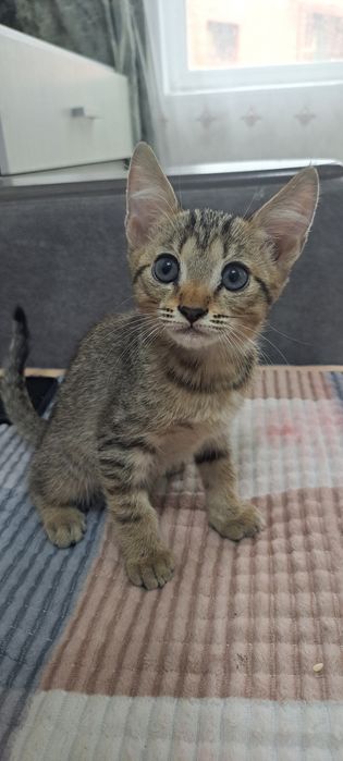 Отдаю котят в добрые руки