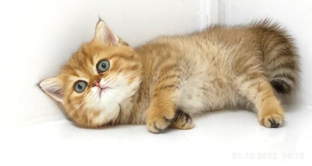 Котята британские шиншиллы