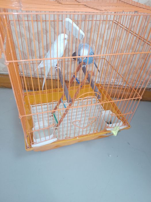 волнистые попугаи