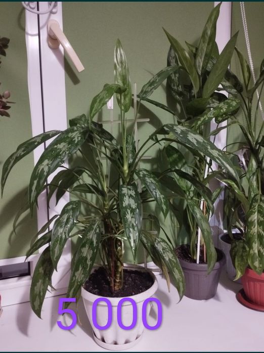 Комнатные растения