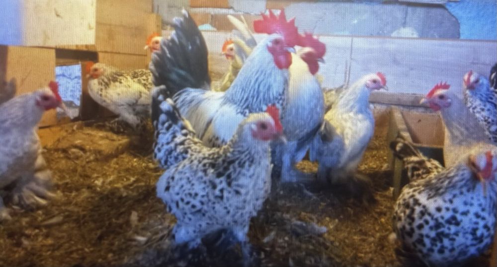 Кокошки, петли, декоративни, яйца холандска гащата руском шабо бантам амерокана