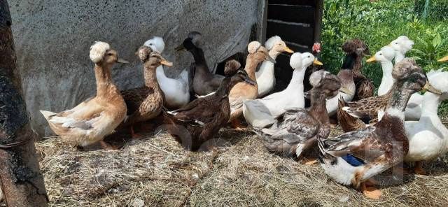 Утки    Хохлатые