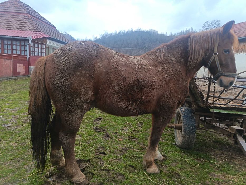 Vând cai cuminți mai multe detalii la telefon