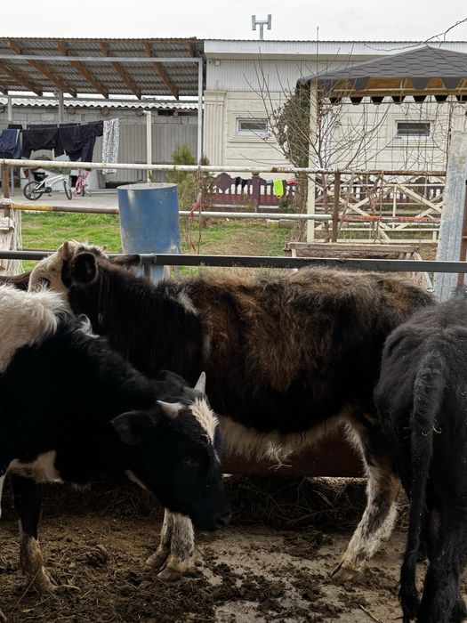 Бычки продаетсяя