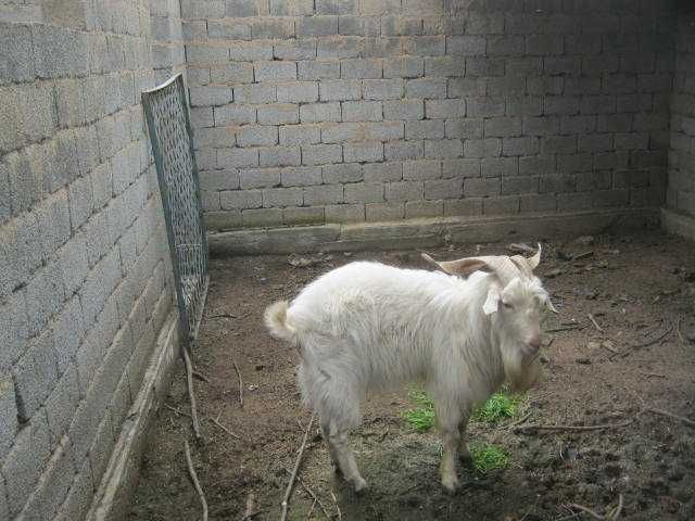 Козел Эчки така 3 года.