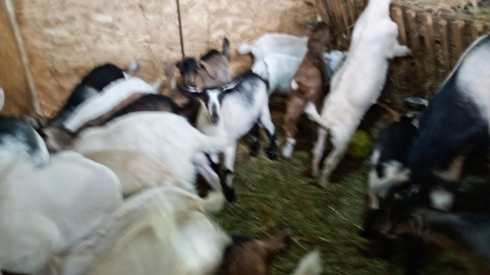 Iezii de vânzare pentru Paște