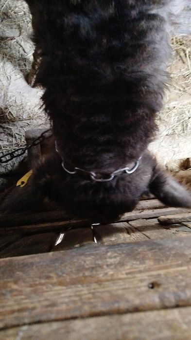 Бұқа сатылады Откорм