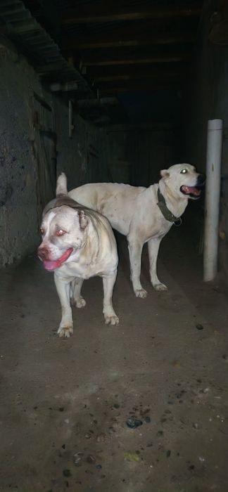 Продам боевых щенков