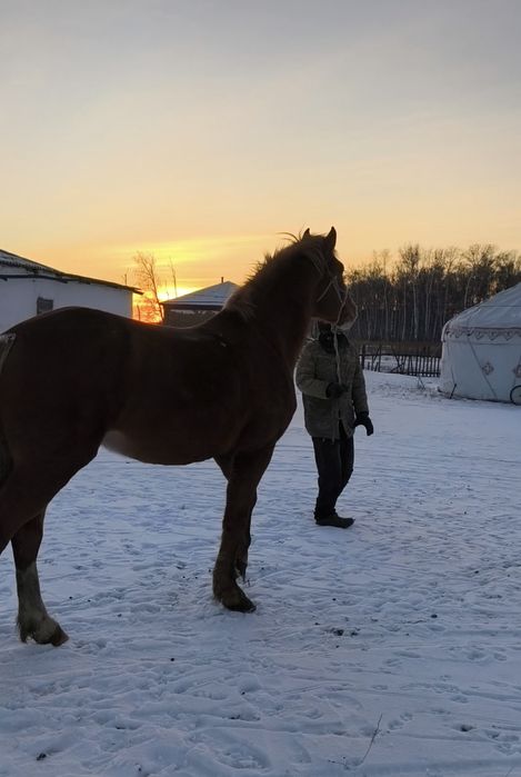 Продам жеребец 5 лет