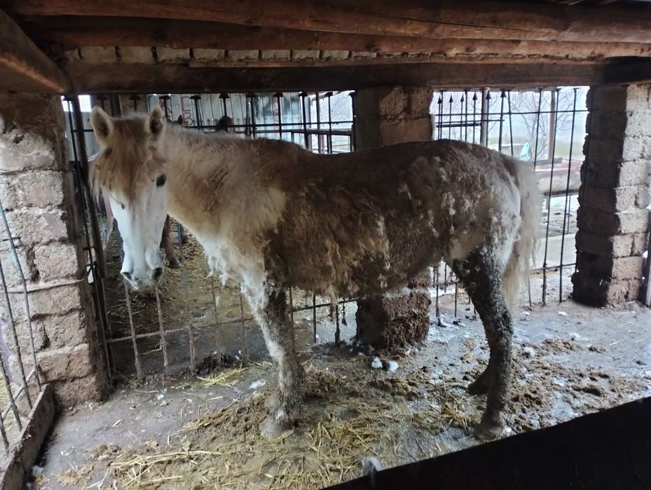 Буаз биелер сатылады