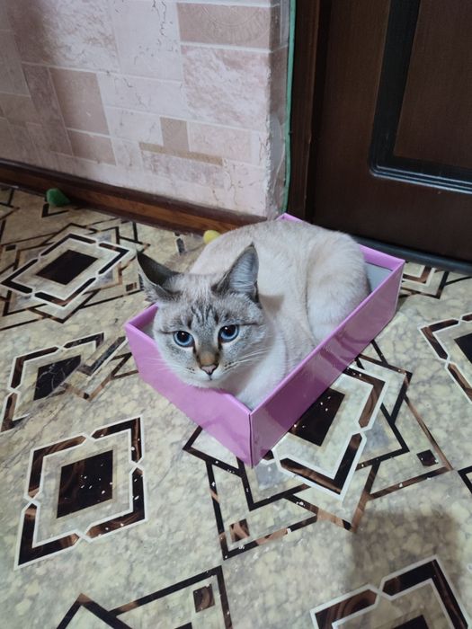 Пропала кошечка по кличке Матильда