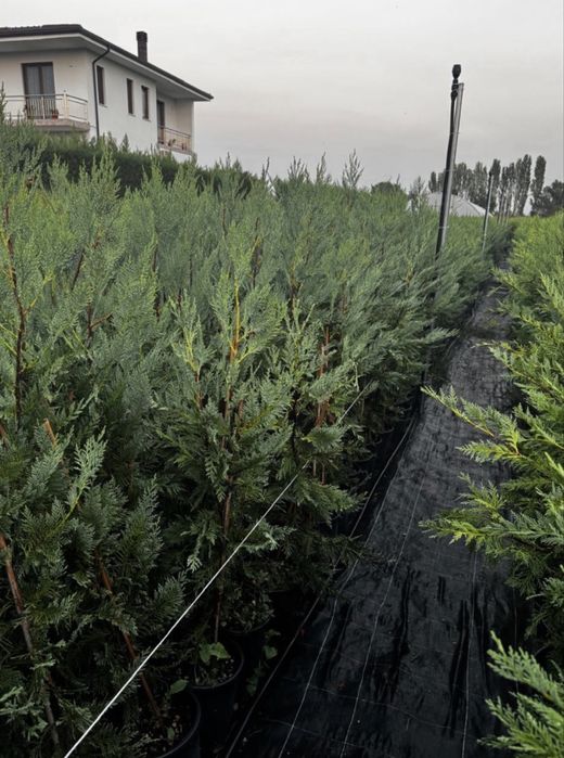 Leylandii la oferta