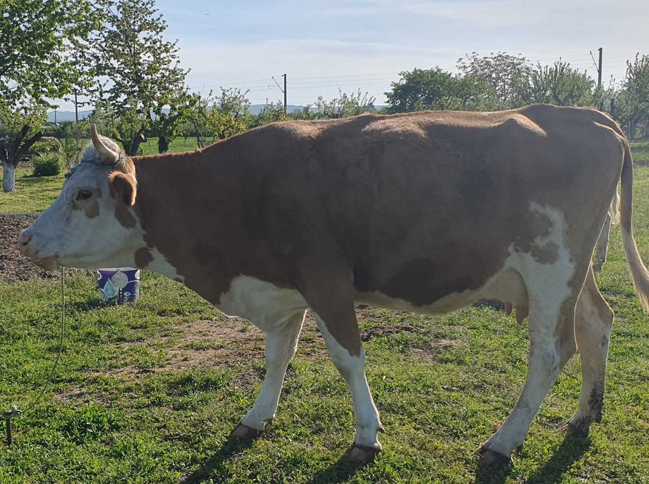 Vand vaca Baltata Romaneasca