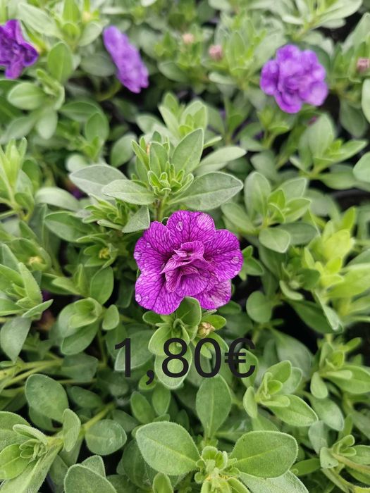 Цветя на Едро и Дребно!Градински център "Далия" гр.Садово.