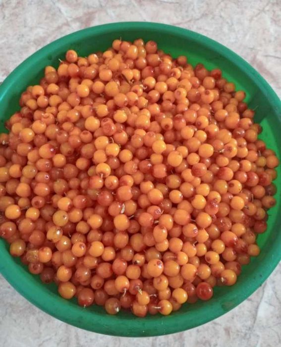 Облепиха ягоды жидектер