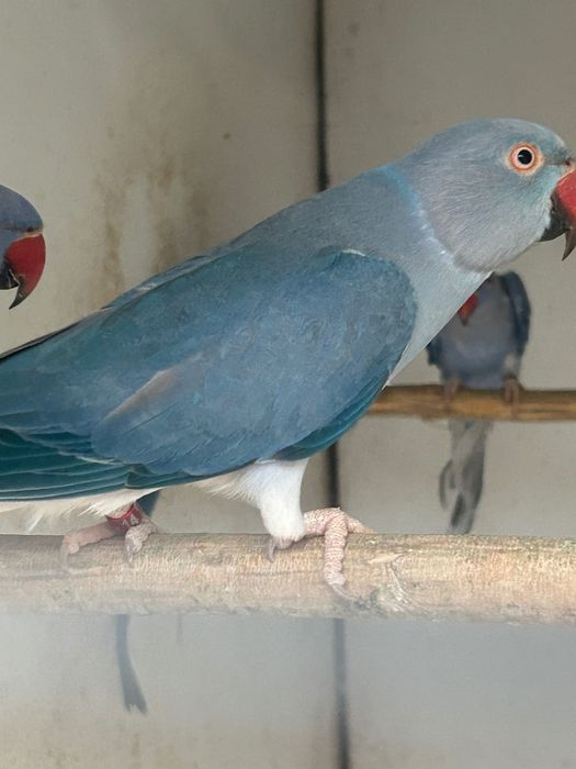 Малък Александър