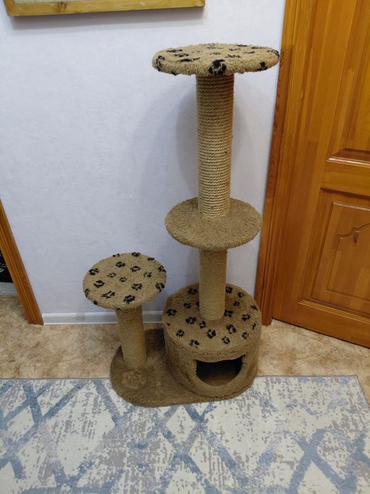 Продам домашний кошка