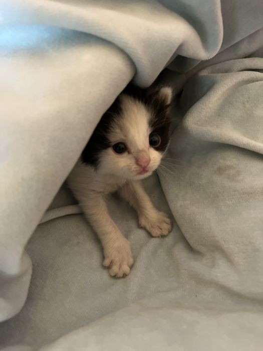 отдам котиков в хорошие руки