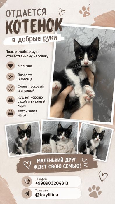 Отдам в добрые руки милого котенка