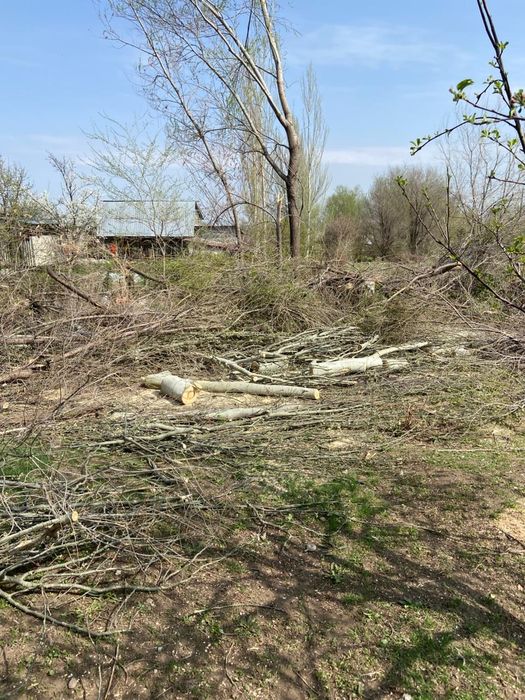 отдам дрова много