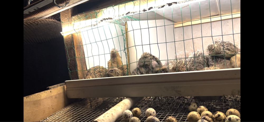 Япон манжур. Сер тухум бедана сотилади