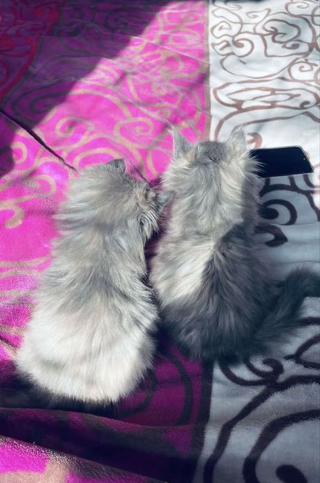 Котенок Персидский Бесплатно Срочно