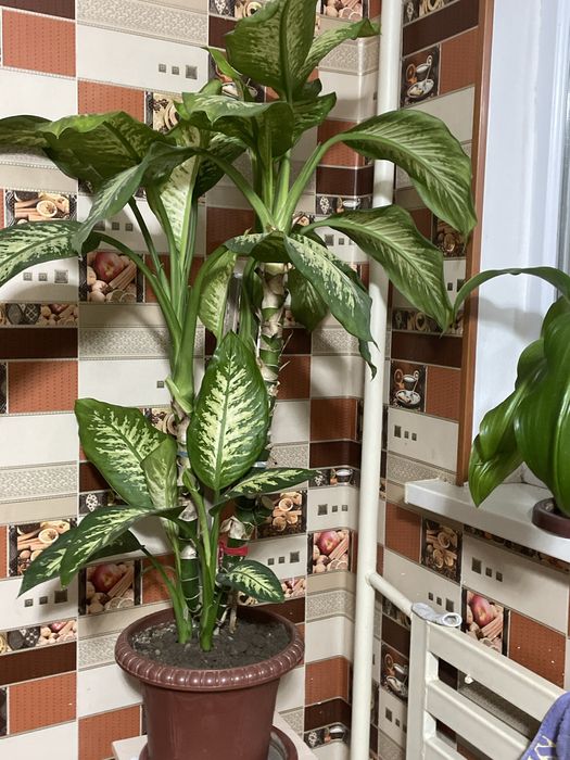 Диффенбахия цветы