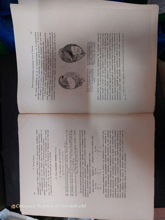 Палеонтология 1902 год