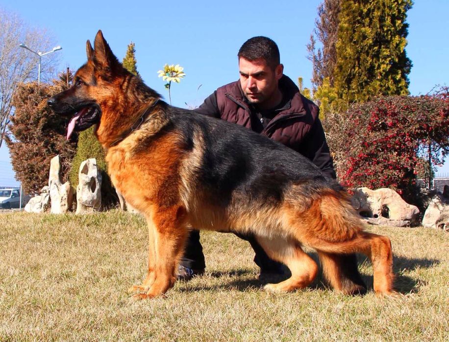 Родословни Немски Овчарки