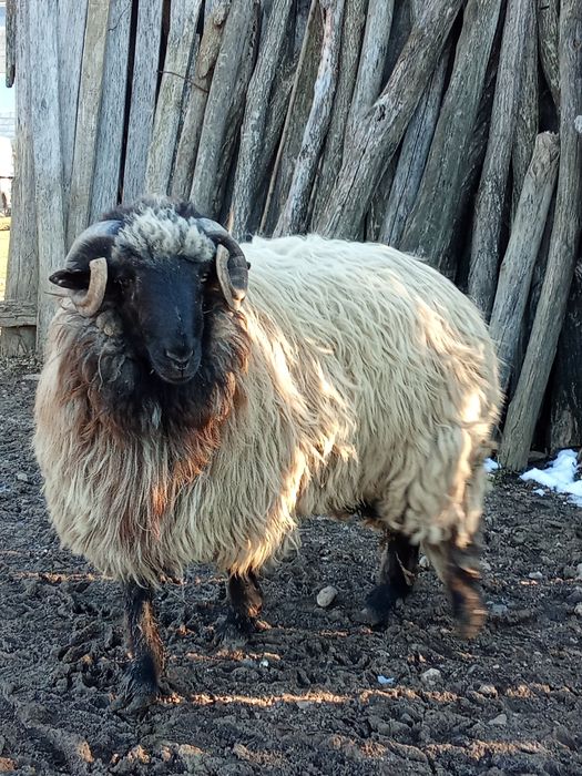 Vând berbece tânăr