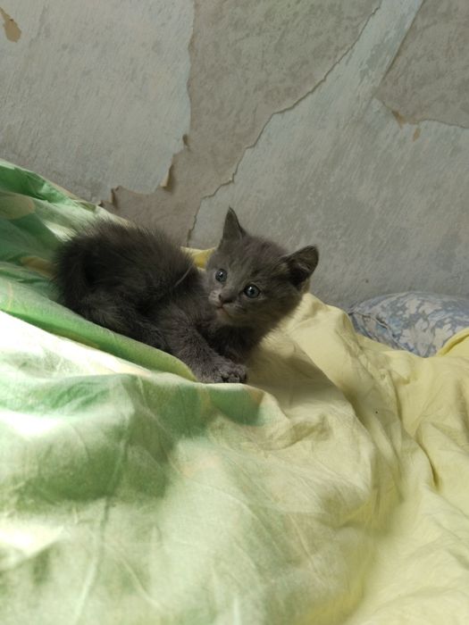 Продам котят помесь шотландского
