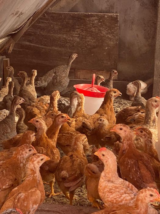 Vând pui rasa mixta 5 saptamani