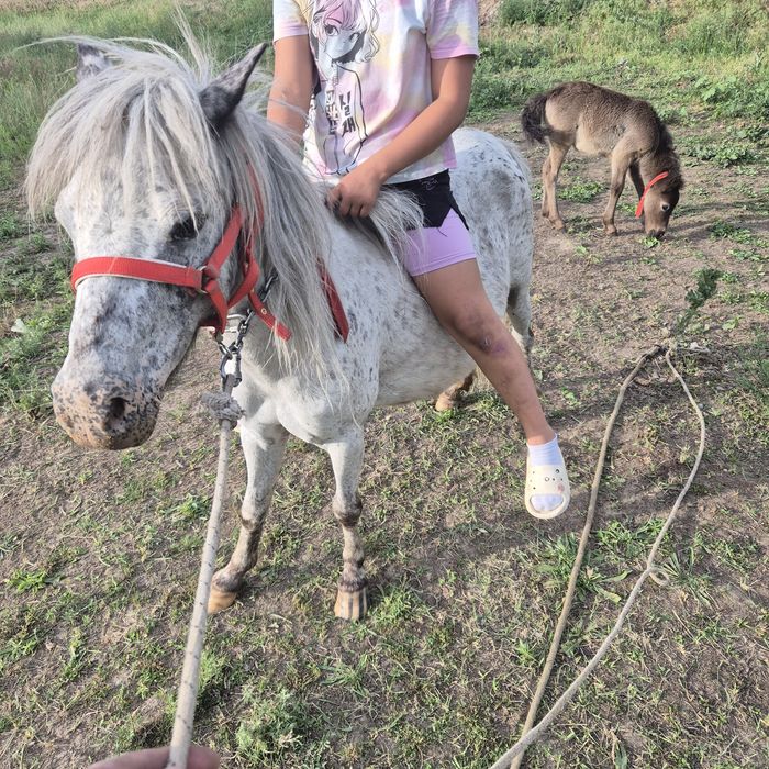 Пони сатылады құлынымен.Продам пони с жер
