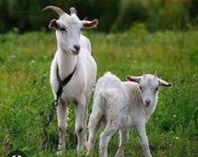 Теке сатылады, әдемі, сұлу