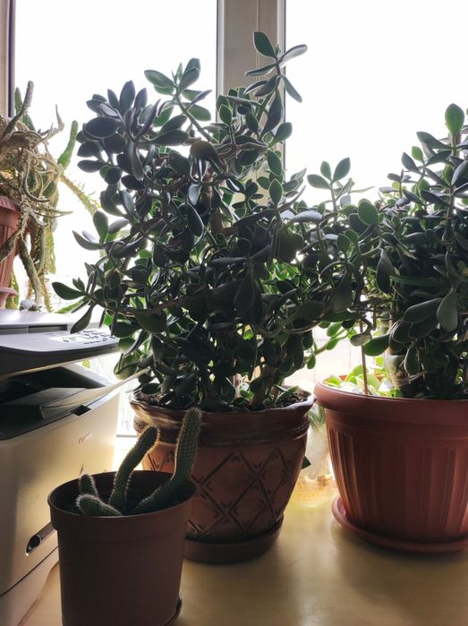 Денежные деревья