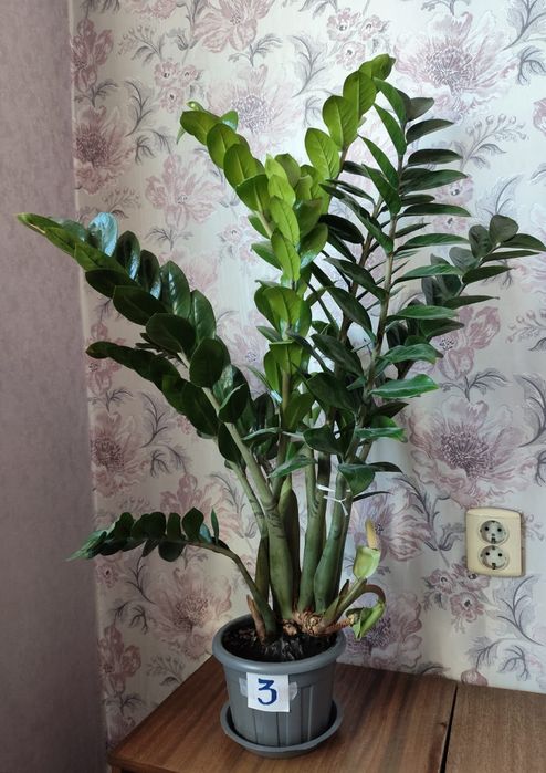 Продам Замиокулькас (долларовое дерево)