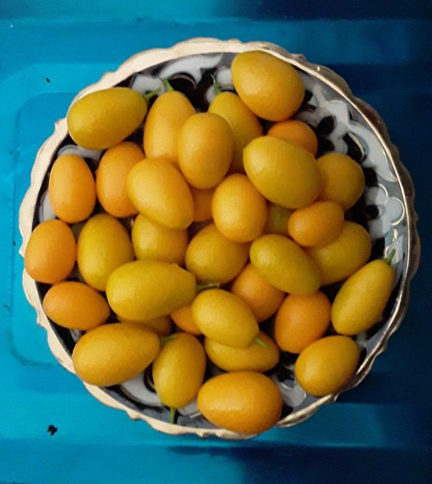 Кумкват кучатлари сотилади