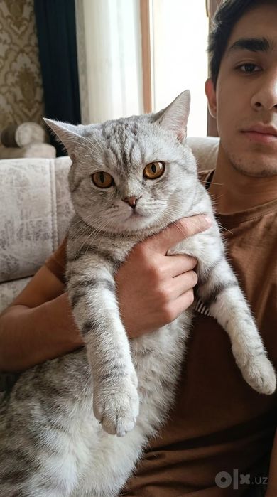Вязка/Vyazka ( British Shorthair & Scottish Fold Erkak Mushuklar