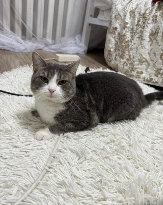 Отдам кошку бесплатно