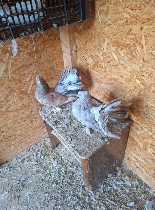 Vând sau schimb cu rate sau gaste