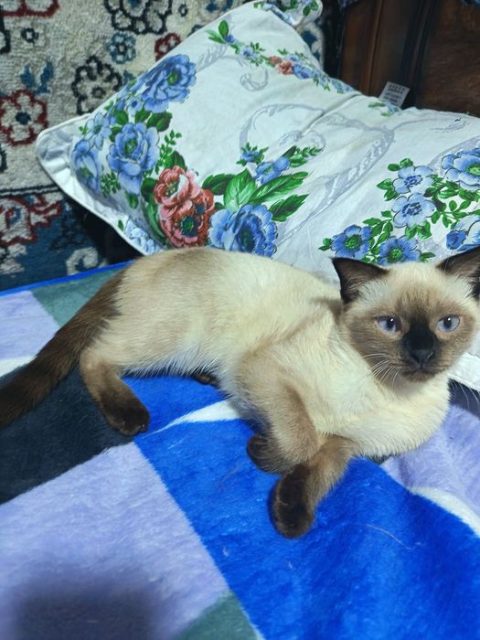Продается котенок, кошка 3.5 месяца