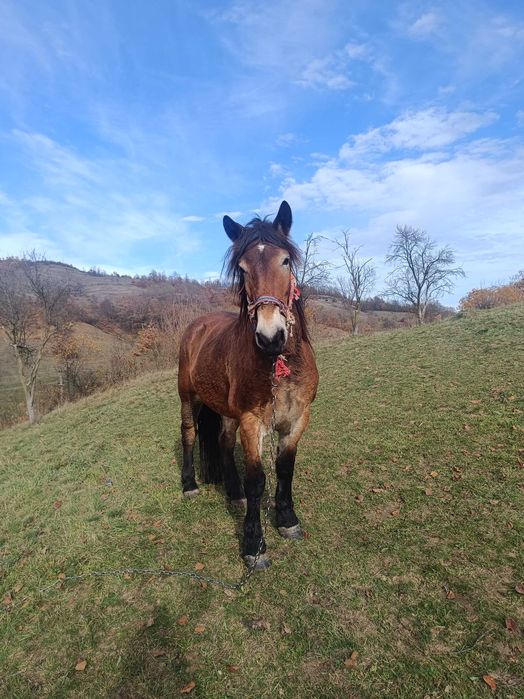 Vând iapa de 5 ani.