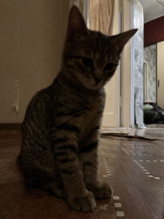 Отдам в добрые руки