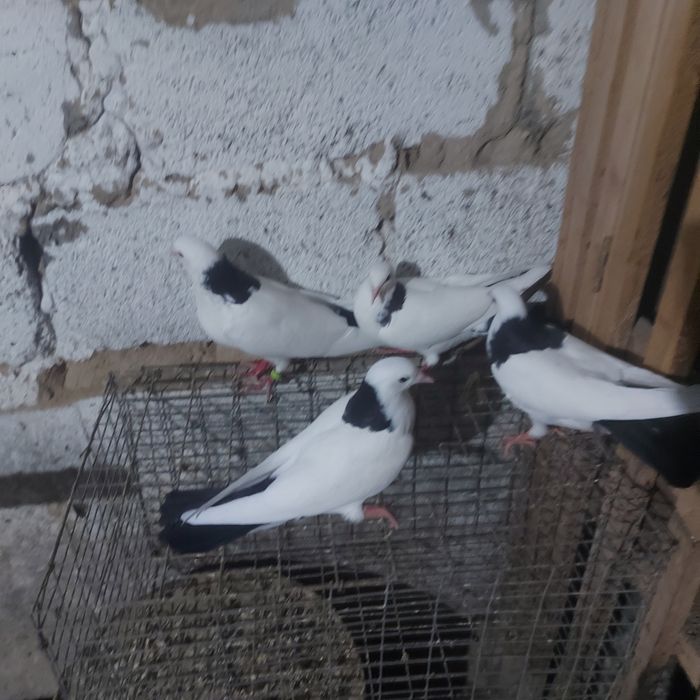 Чернашейки пара 2 маладняк