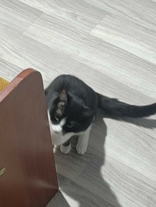 Черно белая кошка