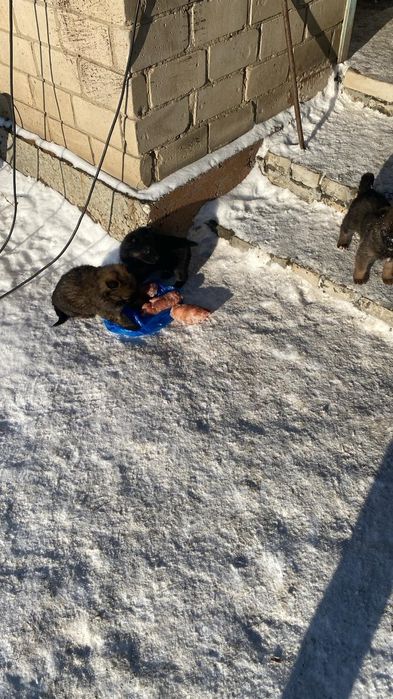 щенята от полунемки и немца